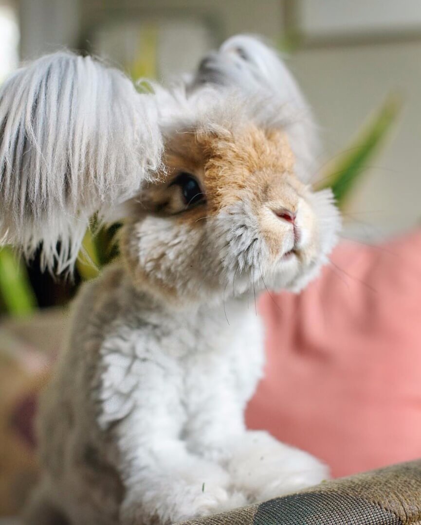 angora fluffy bunny 1 (1)