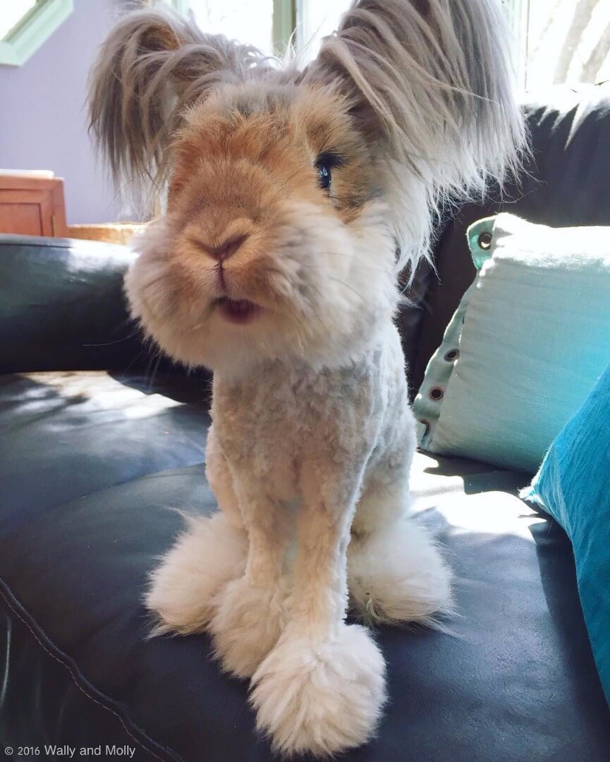 angora rabbit 3 (1)