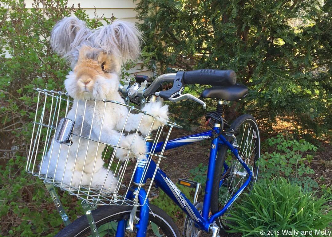 angora fluffy bunny 4 (1)