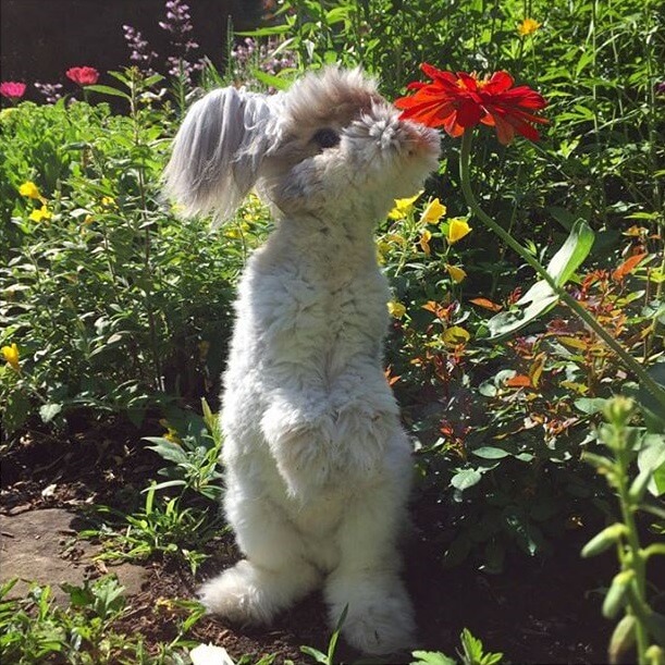 fluffy angora rabbit 7 (1)