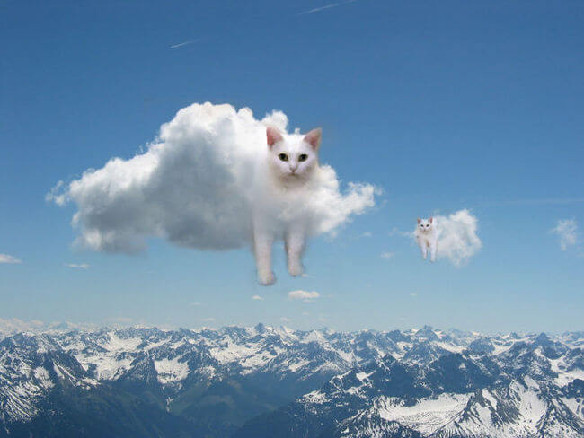 Half Cat photoshop battle 12