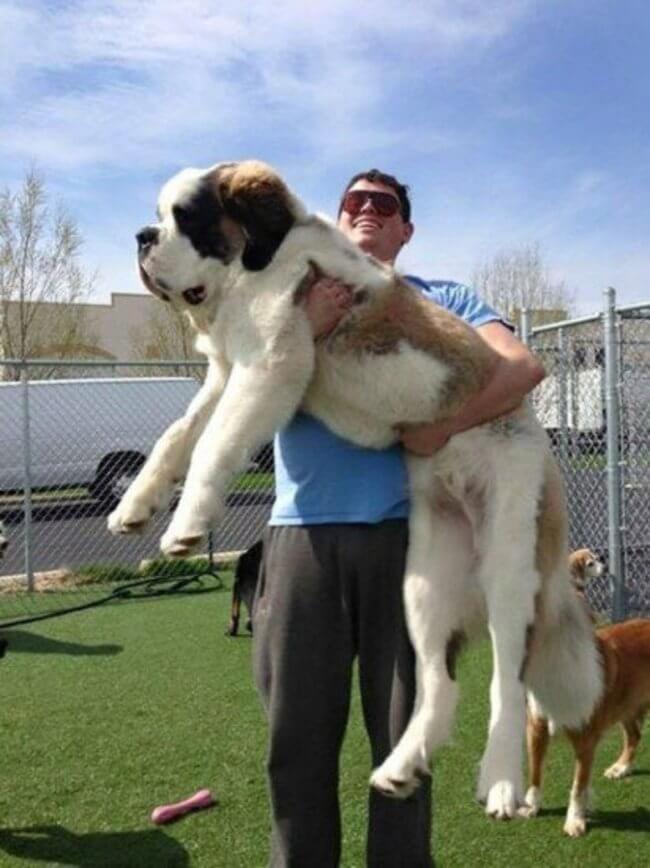 28 Pictures Of The Biggest Dogs In The World You Wish You Owned