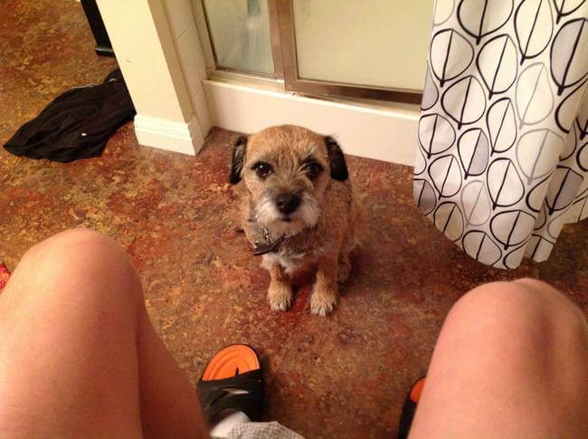 Dogs Sit With You While You Poop 18