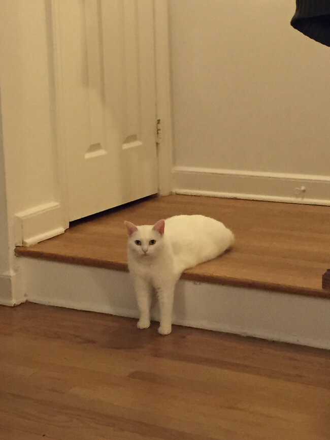 Awkward Half Cat photoshop battle 1