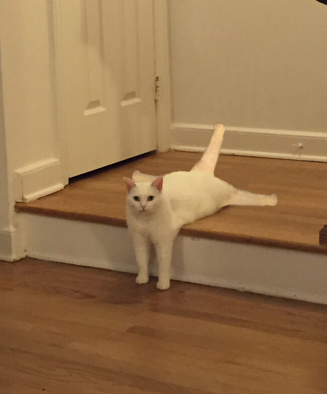 Half Cat photoshop battle 9