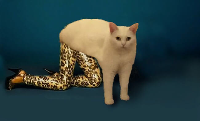 Half Cat photoshop battle 15