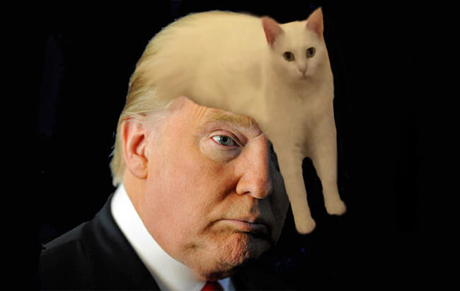 Half Cat photoshop battle 11