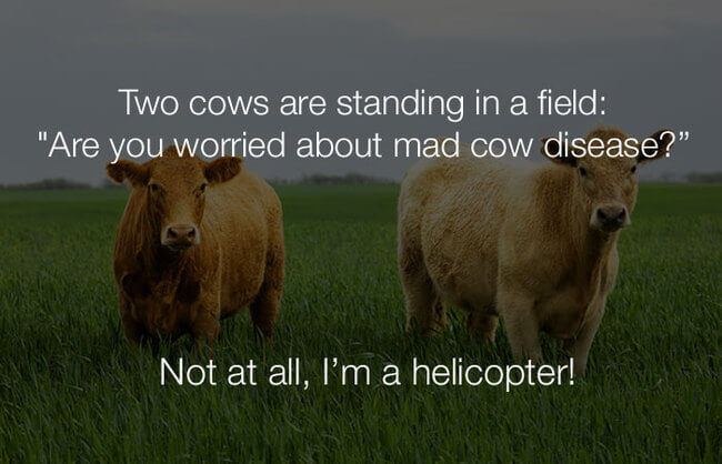 stupid jokes - two cows are standing in a field 7