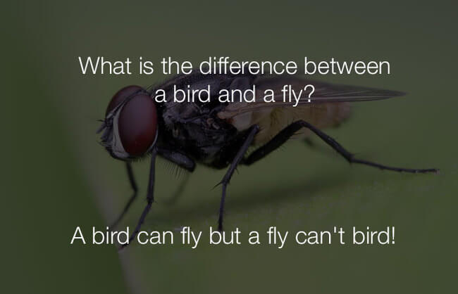 stupid fun jokes - what is the difference between a bird and a fly 29