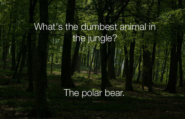 stupid lol jokes - what's the dumbest animal in the jungle 23