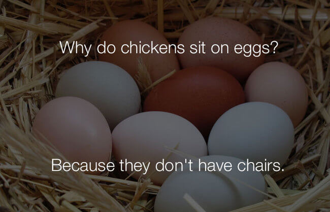  jokes - why do chickens sit on eggs 11