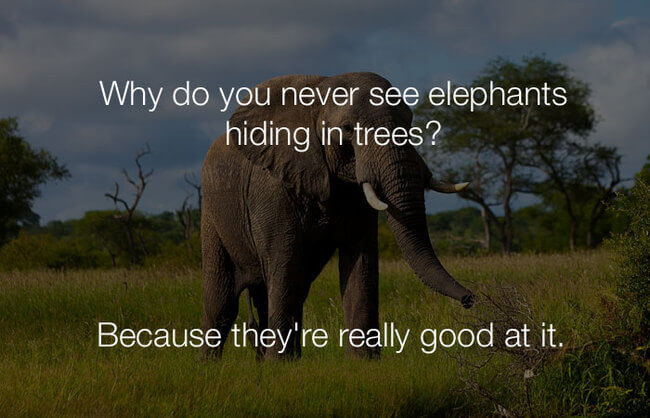 hilarious funny jokes - why do you never see elephants hiding13