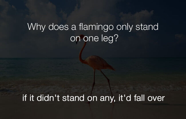  jokes - why does a flamingo only stand on one leg12