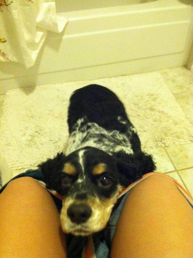 Dogs Sit With You While You Poop 13
