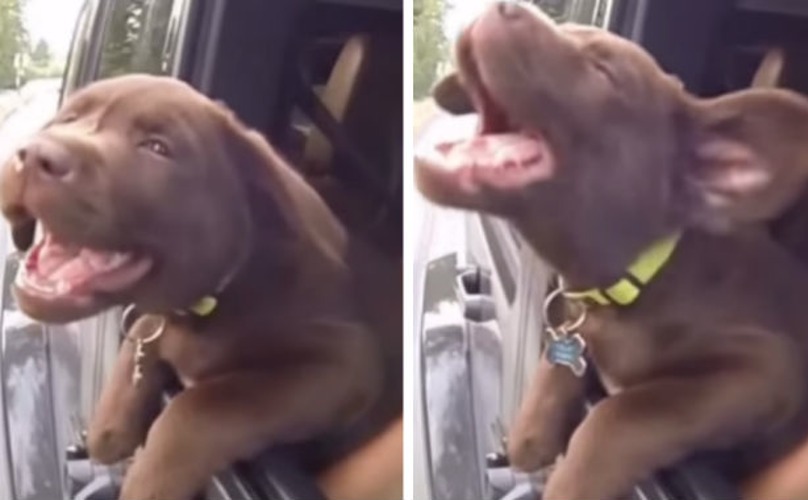lap puppy car ride