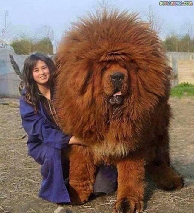 the most giant dog in the world