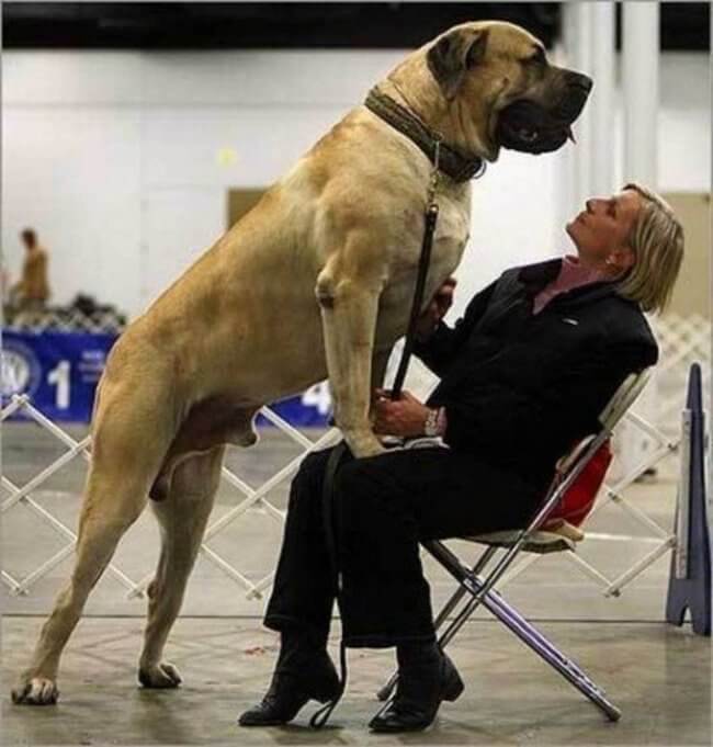 huge dogs of the world 23
