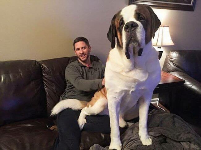 bigger dogs in the world 5