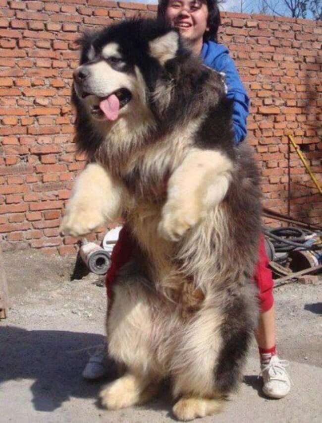 huge dogs of the world 25