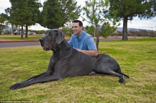 biggest dogs in the world 26