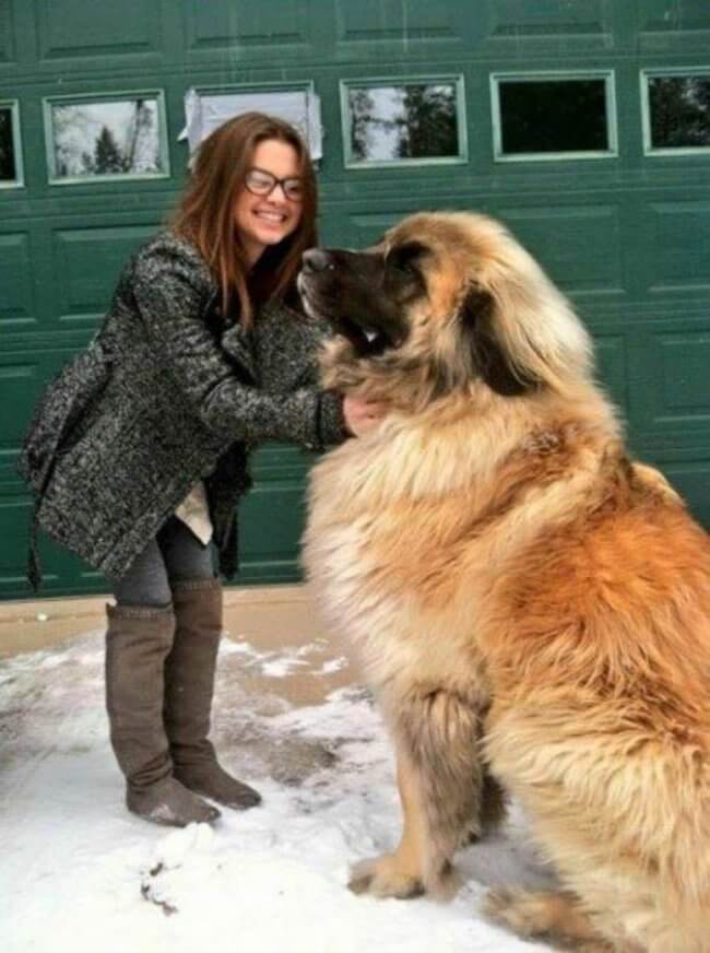 biggest dogs in the world 9