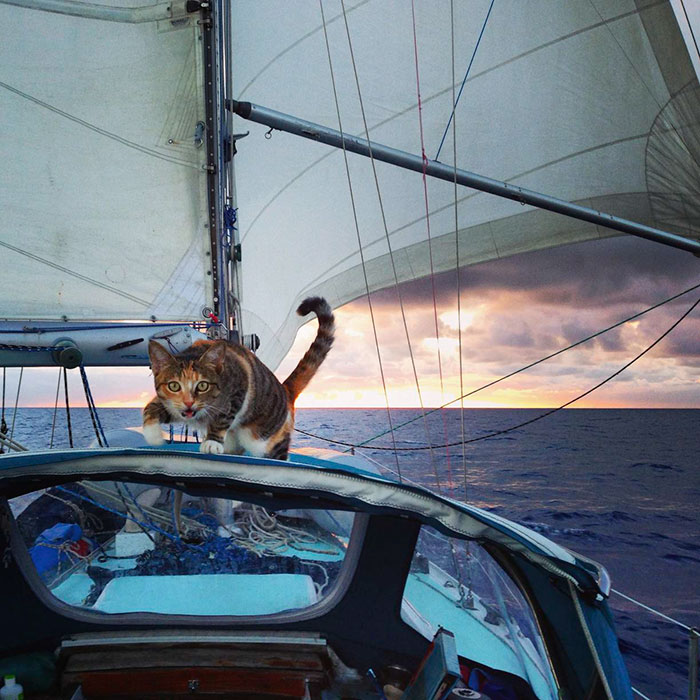 sailing-cat-travelling-world 11