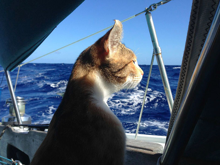 sailing-cat-travelling-world 12