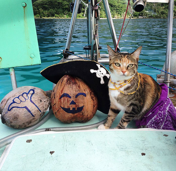 sailing-cat-travelling-world 14