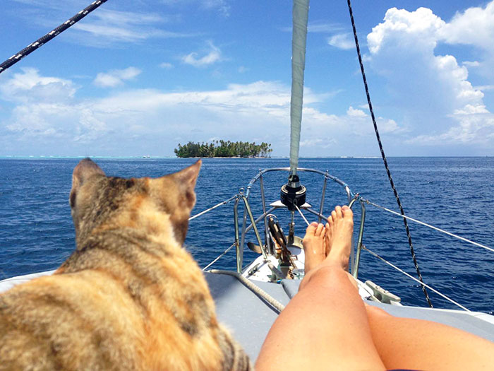 sailing-cat-travelling-world 2