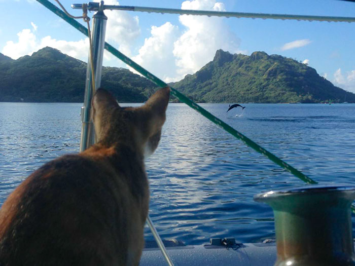 sailing-cat-travelling-world 7