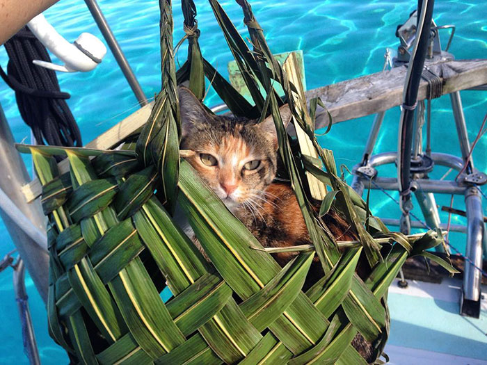 sailing-cat-travelling-world 8