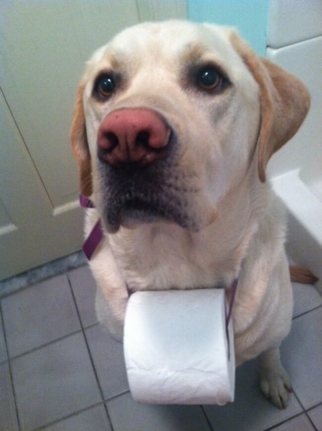 Dogs Sit With You While You Poop 17