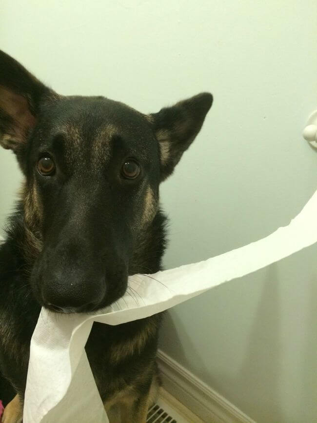 Dogs Sit With You While You Poop 10