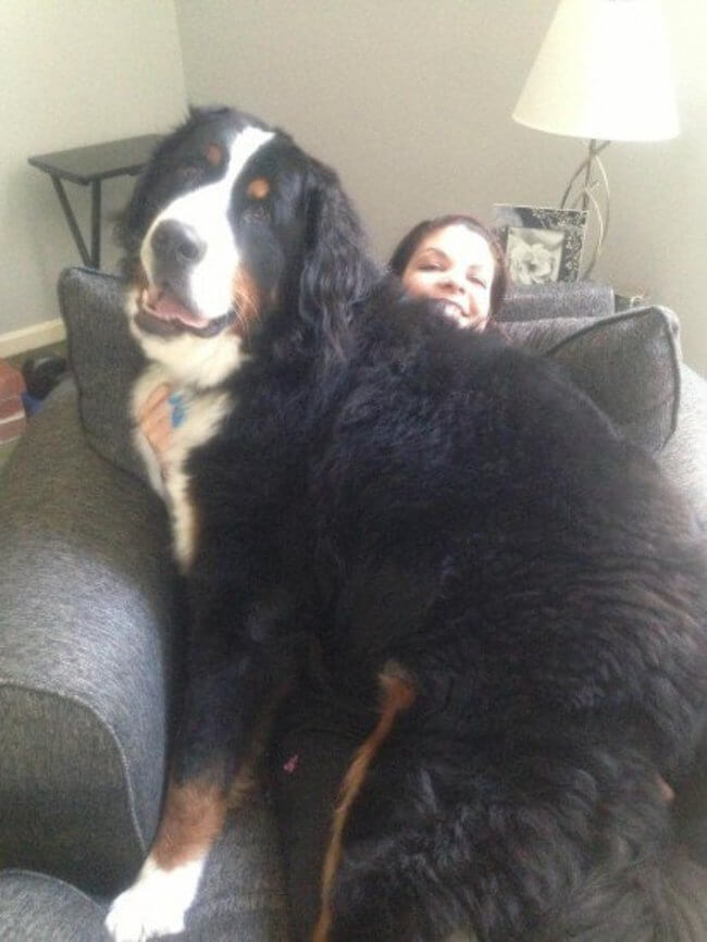 huge dogs of the world 18