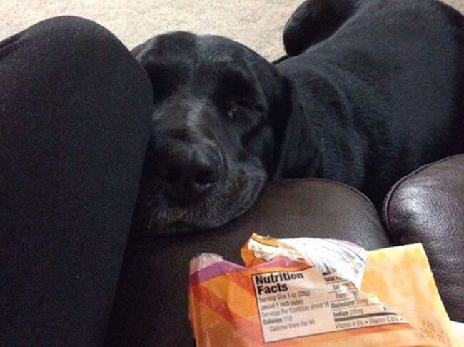 animal guilt trip faces animal guilt trip faces 11