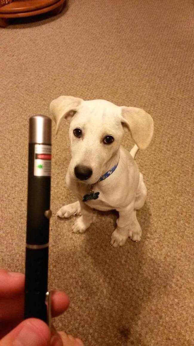 animal guilt trip faces animal guilt trip faces 15
