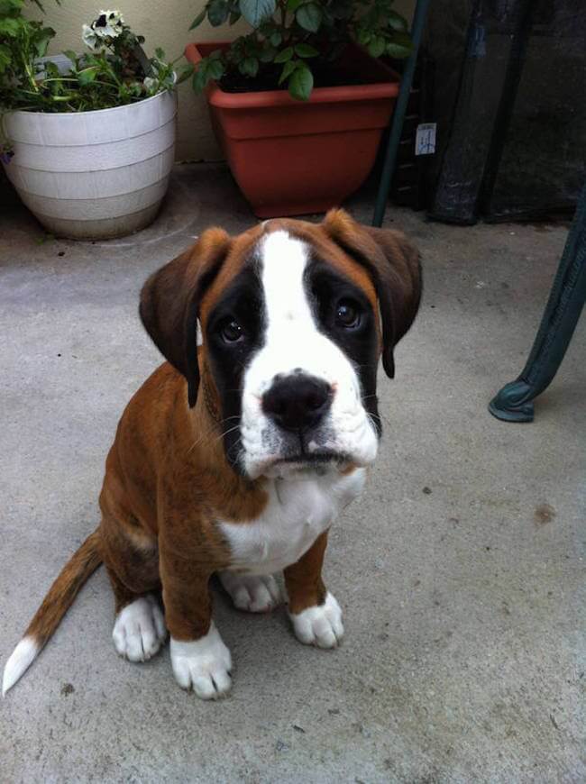 animal guilt trip faces animal guilt trip faces 12