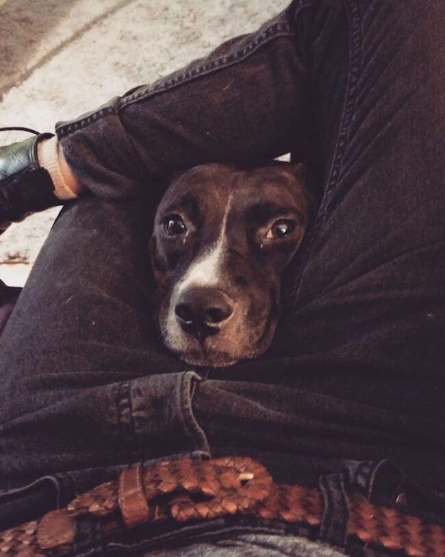 Dogs Guilt Trip Puppy Face Dogs Guilt Trip Puppy Face 20