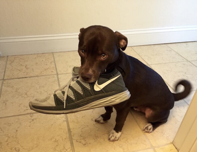 animal guilt trip faces animal guilt trip faces 10