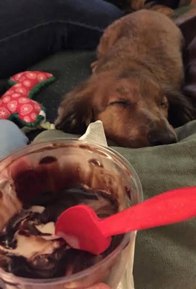 animal guilt trip faces animal guilt trip faces 7