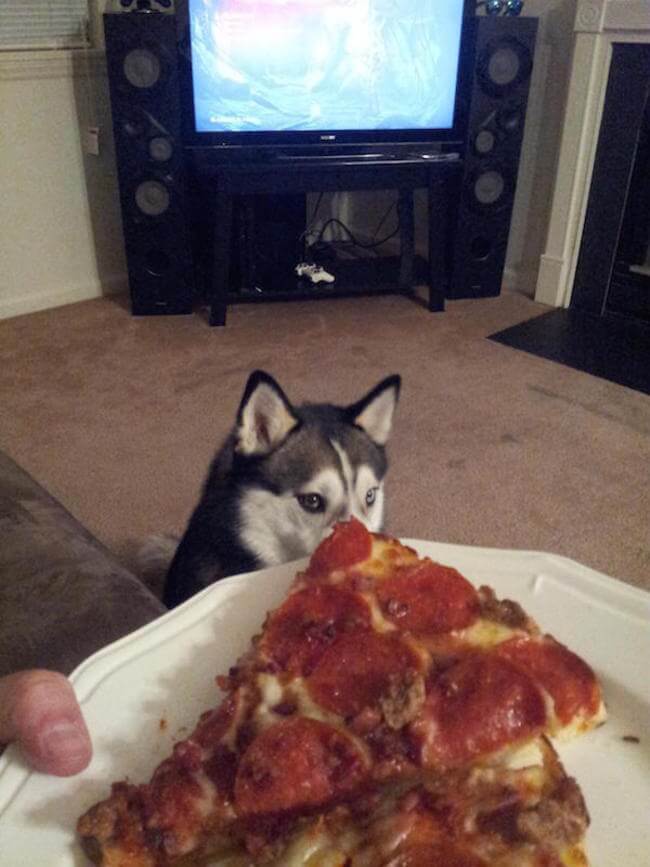 animal guilt trip faces animal guilt trip faces 14