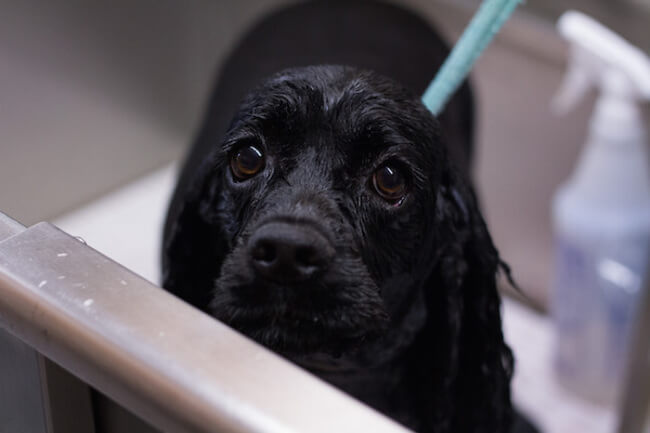 animal guilt trip faces animal guilt trip faces 6