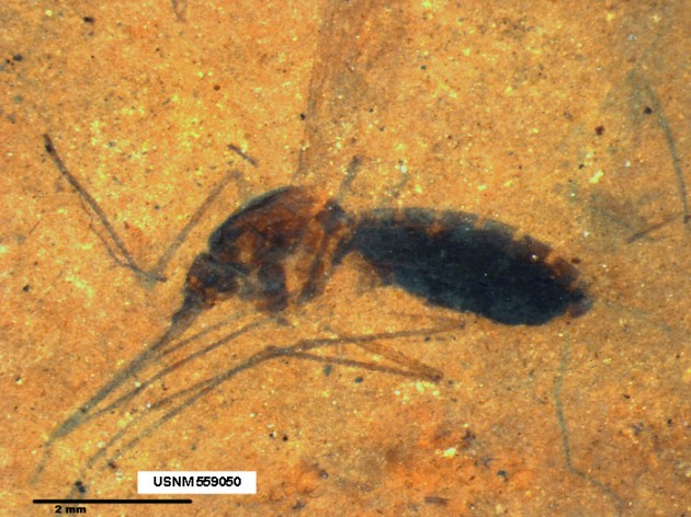 Mosquito-Fossil