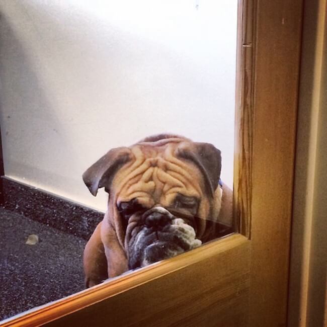 animal guilt trip faces animal guilt trip faces 13