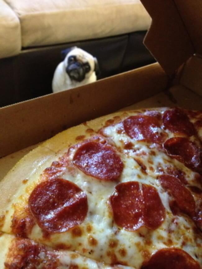 animal guilt trip faces animal guilt trip faces 19