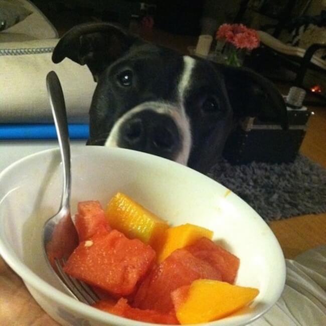 animal guilt trip faces animal guilt trip faces 16