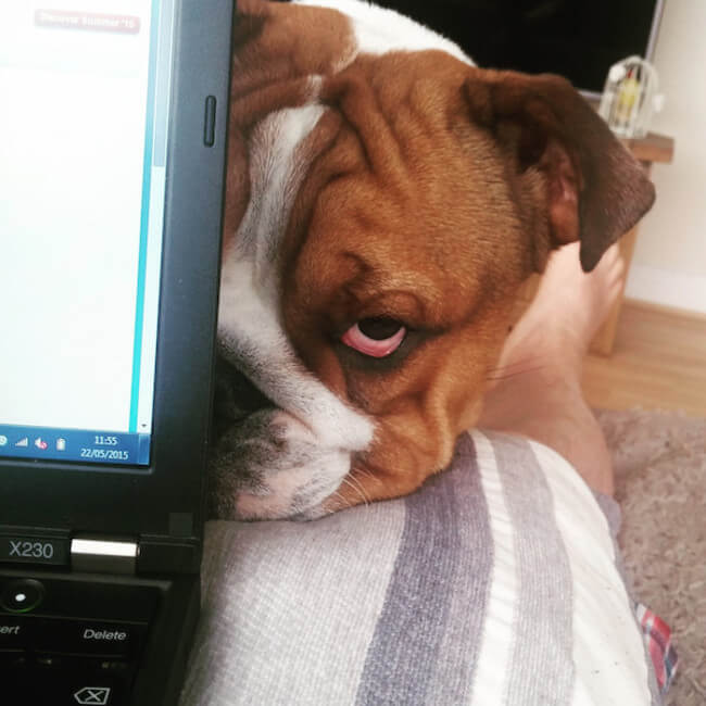 animal guilt trip faces animal guilt trip faces 5