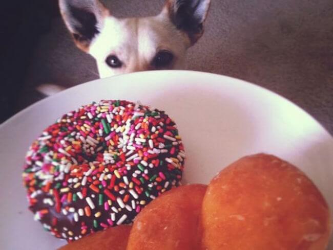 animal guilt trip faces animal guilt trip faces 3