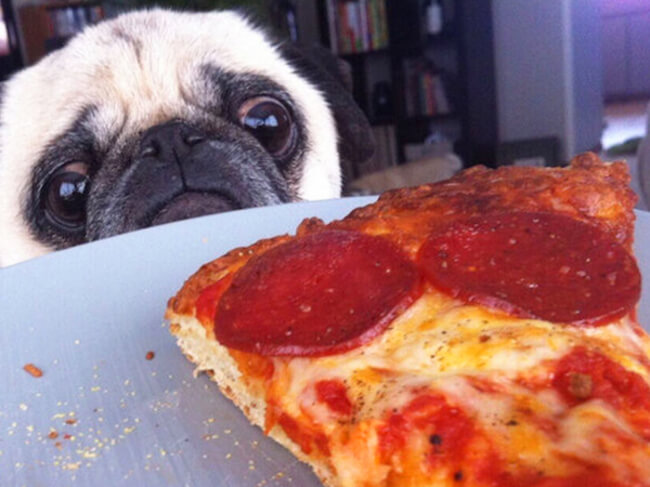 Dogs Guilt Trip Puppy Face Dogs Guilt Trip Puppy Face 1