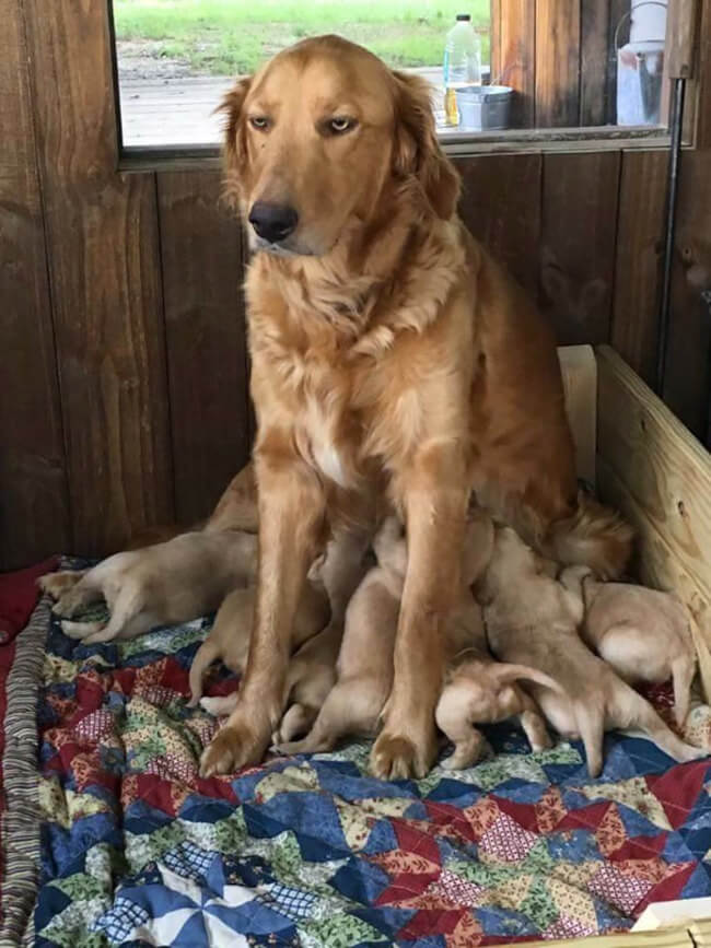 animals show what it's like being a mom 1